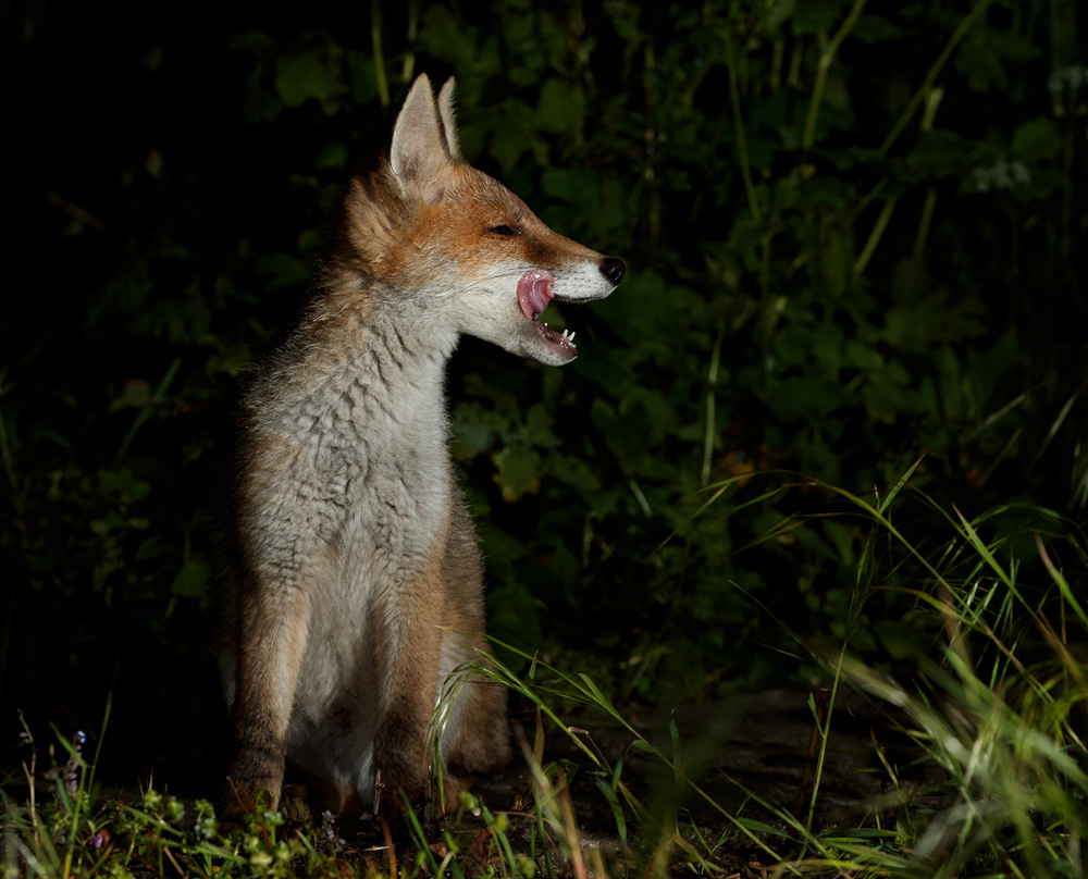 3105212705210485.jpg - Fox cub in the garden