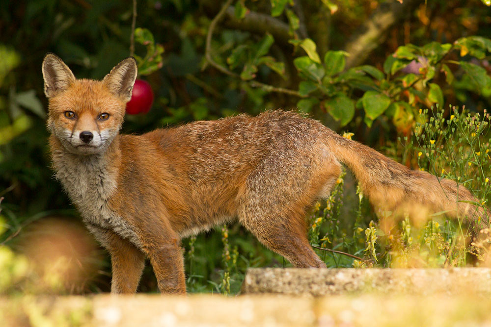 3108142608148214.jpg - Male fox with some signs of poor coat (mange?) in garden on sunny evening.