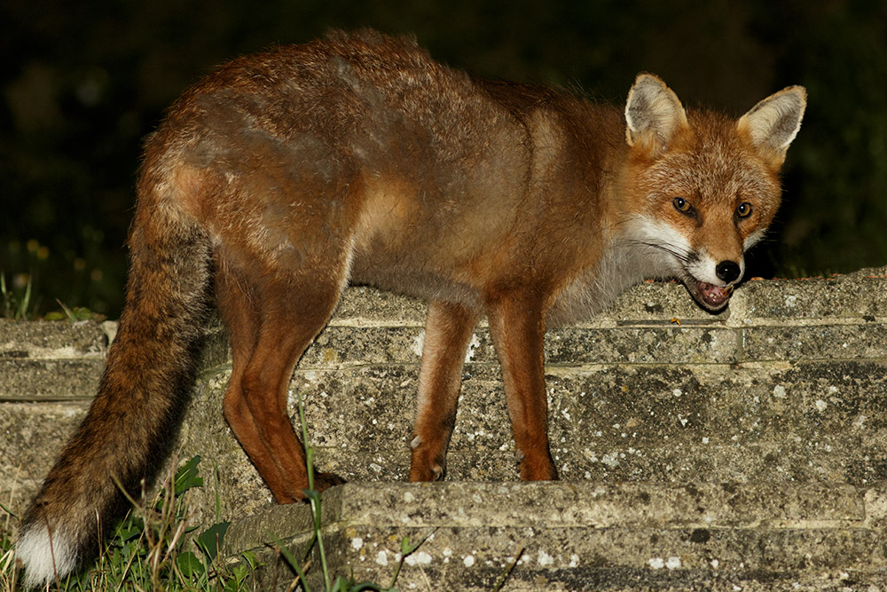 3108163108162133.jpg - Fox on garden steps