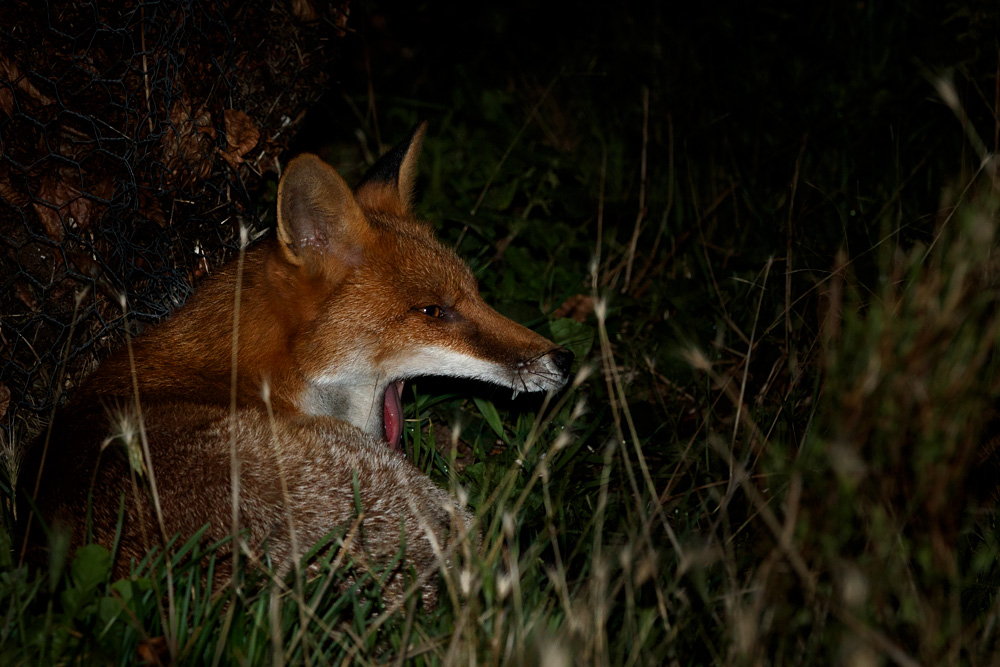 3108203108203890.jpg - Longtail napping by the leaf-mould bin
