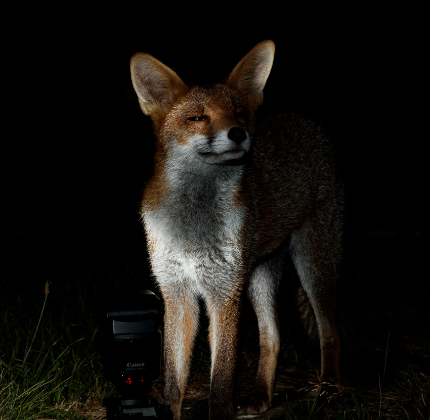 3108213008218947.jpg - Portrait of young fox (Blondie)