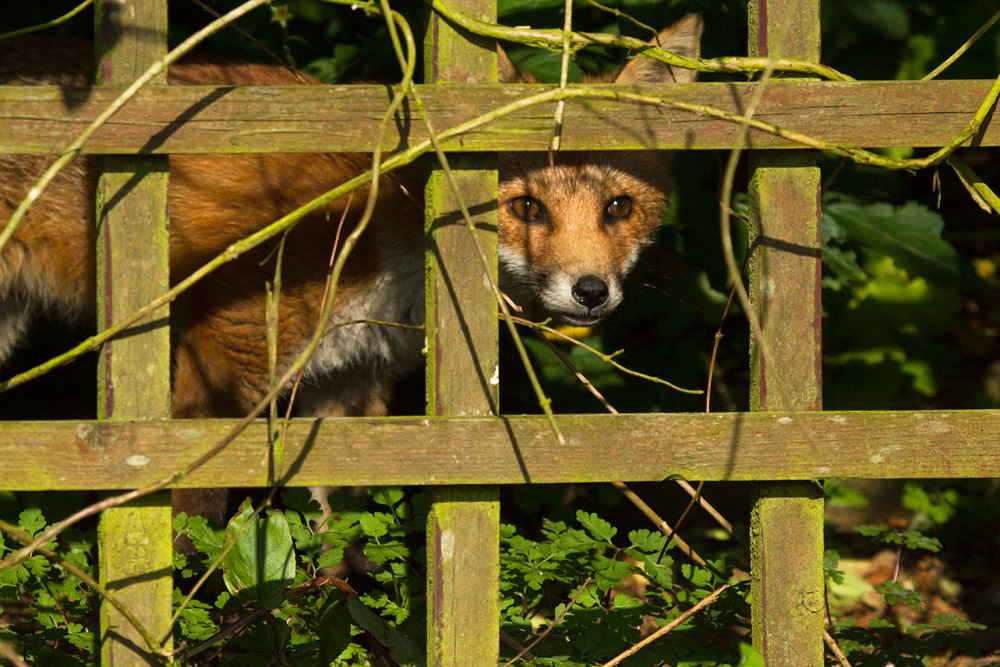 3110150607139025.jpg - Fox cub behind the pergola