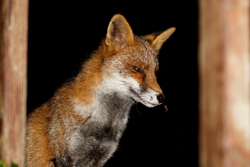 3110193010191626.jpg - Wolfy in the garden