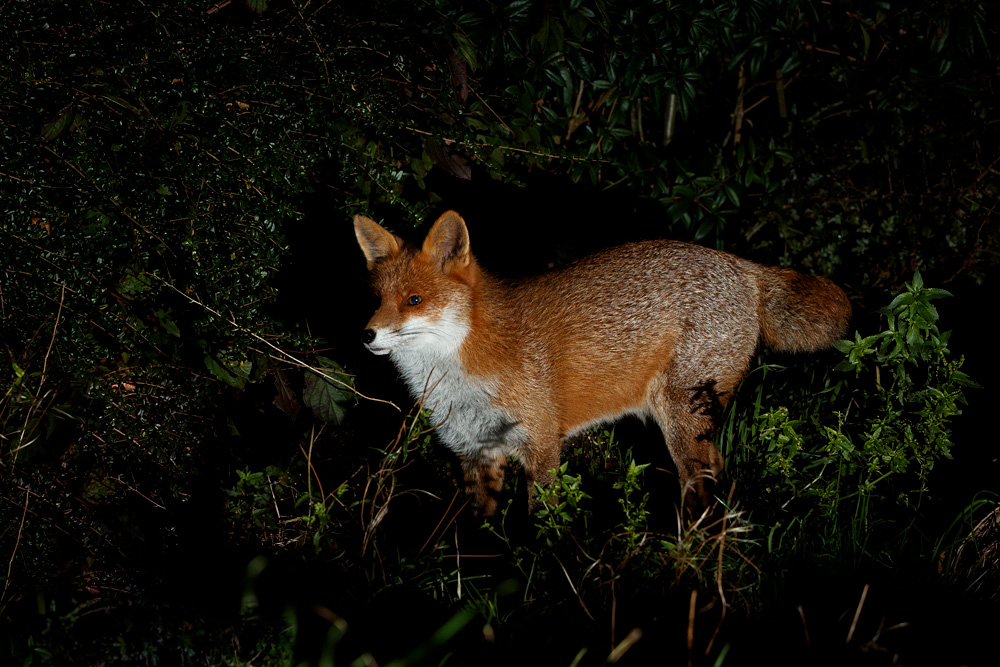 3110213110213113.jpg - Stumpy the vixen
