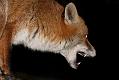 0903080903088155