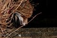 1612070912077489_b