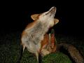 211106201106025