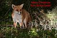 2512072112079051_xmas
