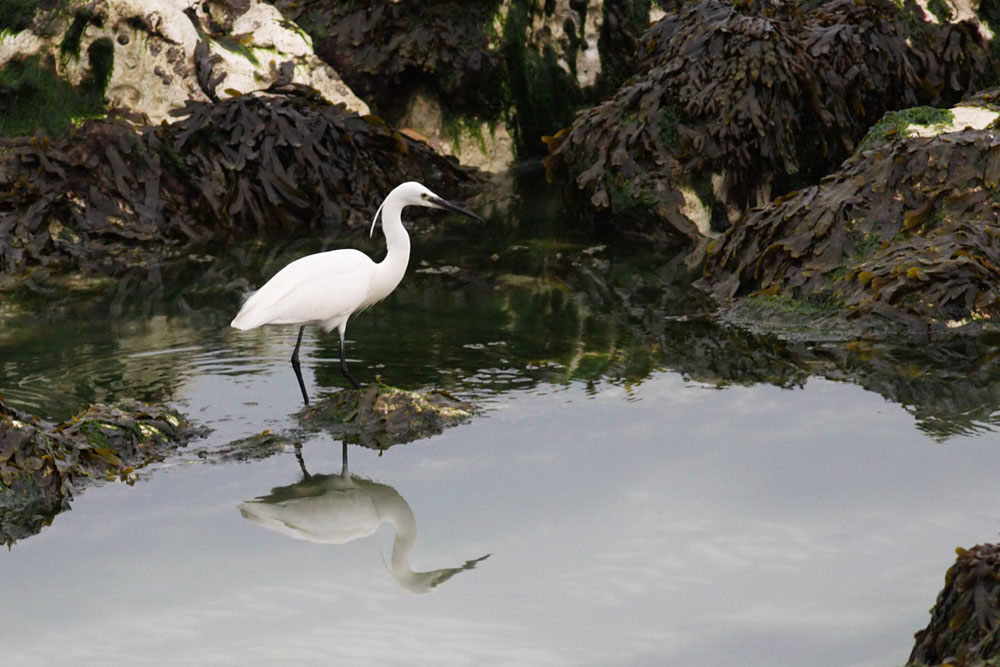 egret_2505094525.jpg