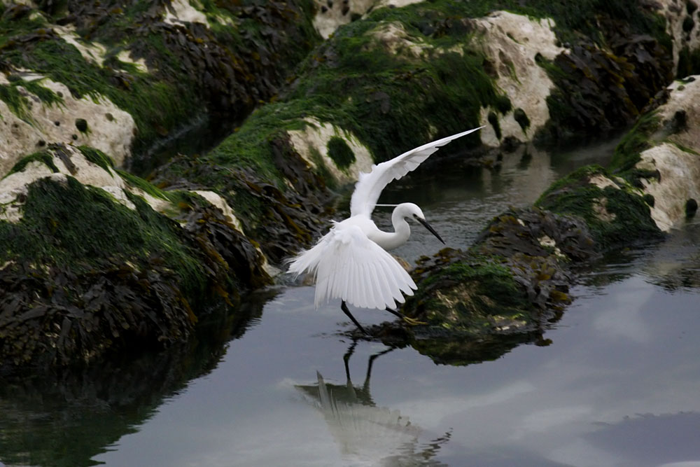 egret_2505094582.jpg