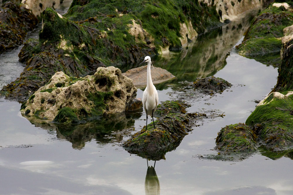 egret_2505094602.jpg