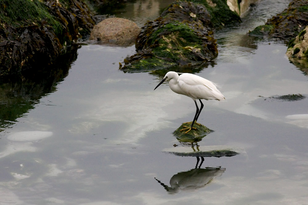 egret_2505094609.jpg