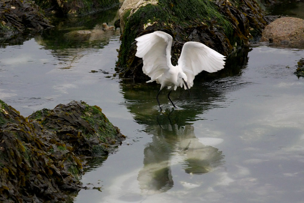 egret_2505094619.jpg