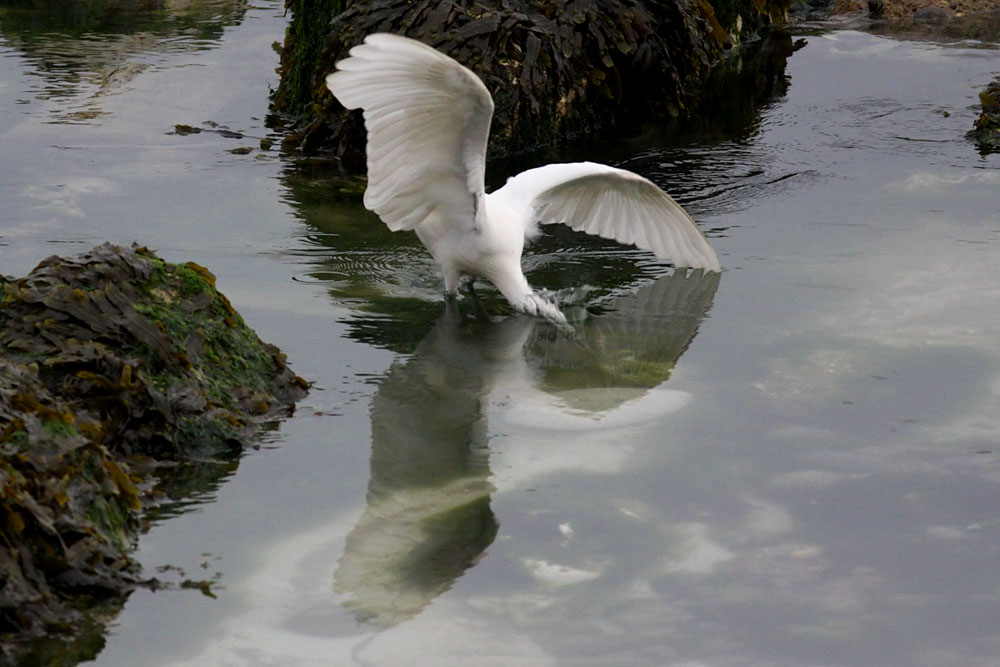 egret_2505094620.jpg