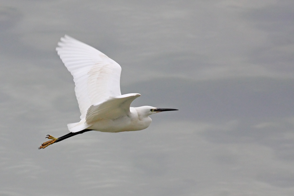 egret_2505094657.jpg