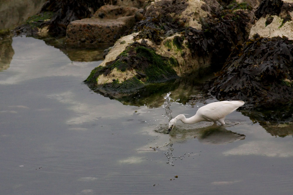 egret_2505094710.jpg
