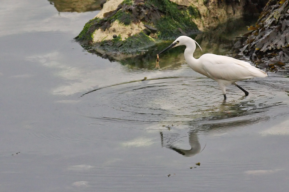 egret_2505094719.jpg