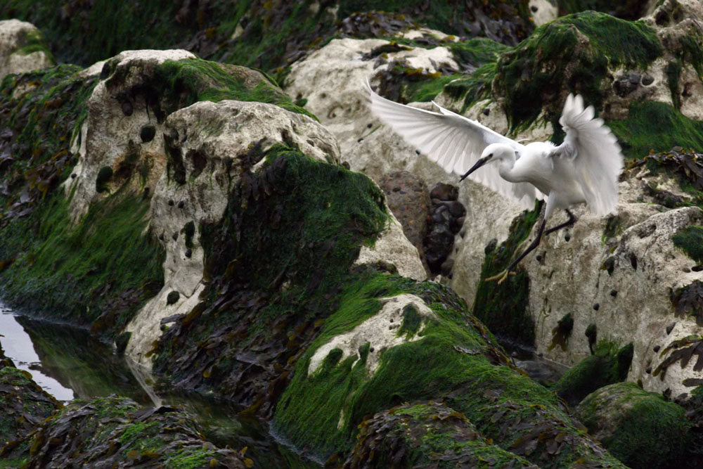 egret_2505094775.jpg
