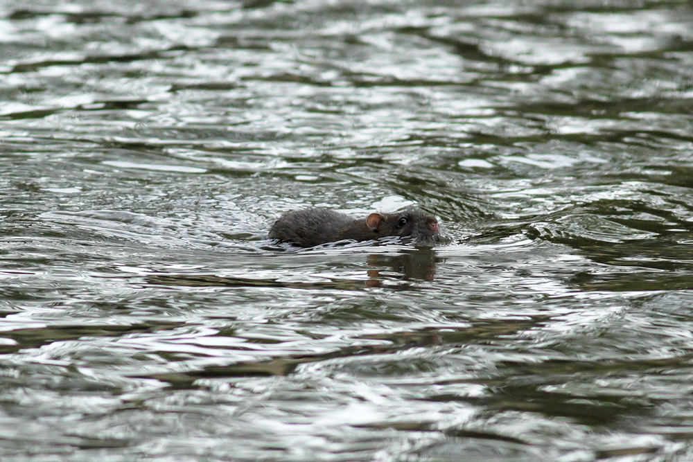 rat_0509118535.jpg