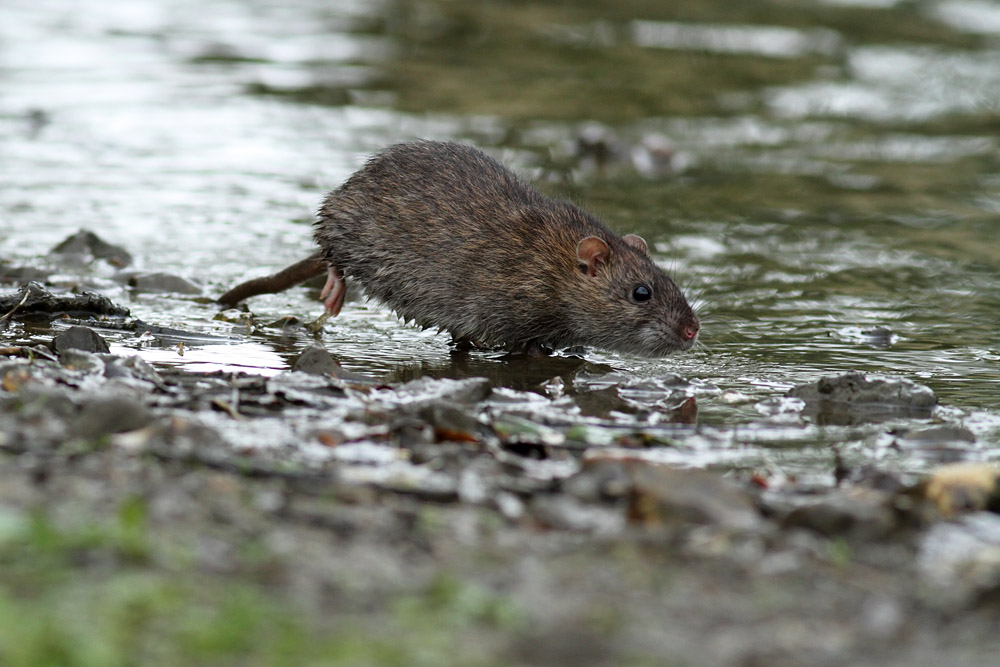 rat_0509118599.jpg