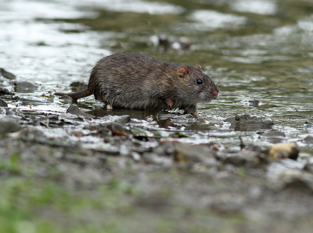 rat_0509118601.jpg