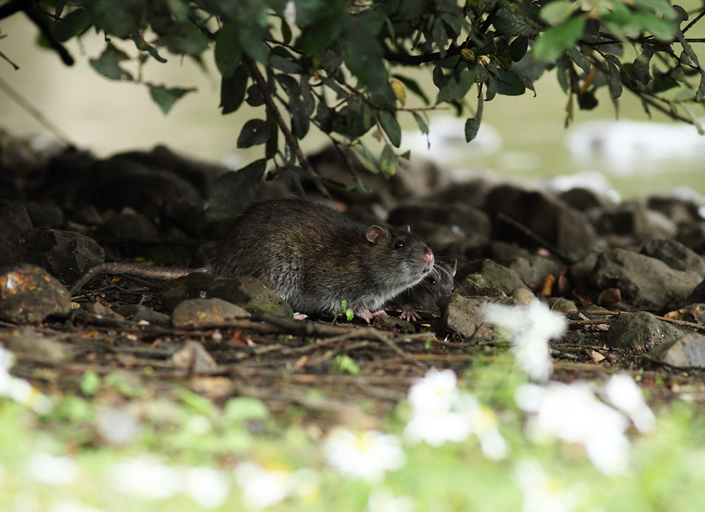 rat_0509118620.jpg