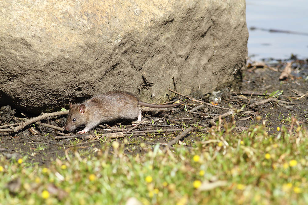 rat_1509110241.jpg