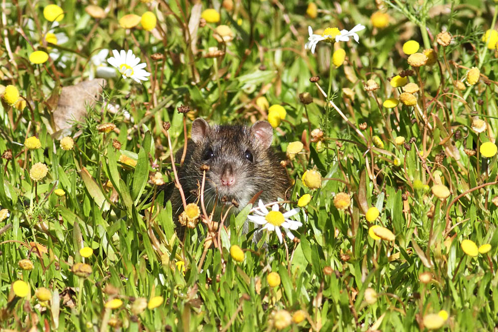 rat_1509110421.jpg