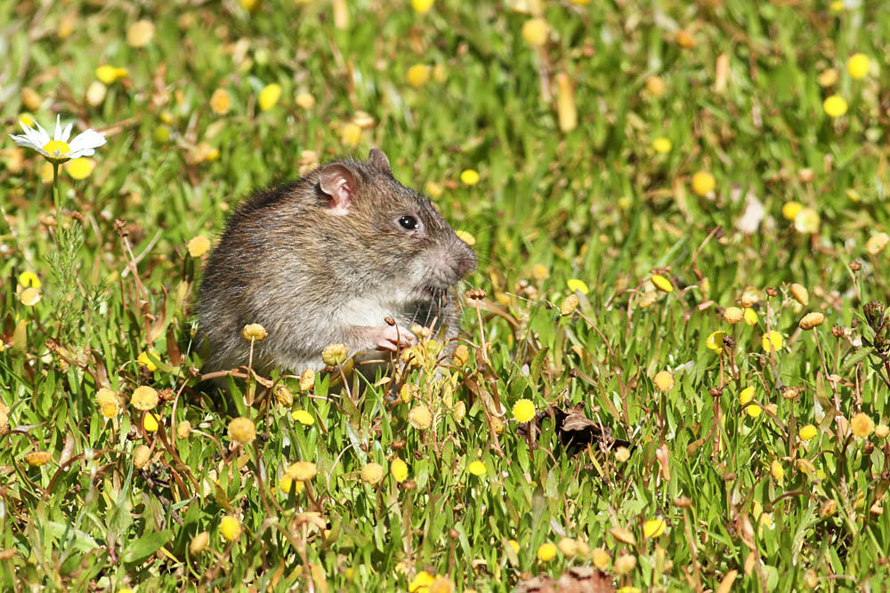 rat_1509110429.jpg