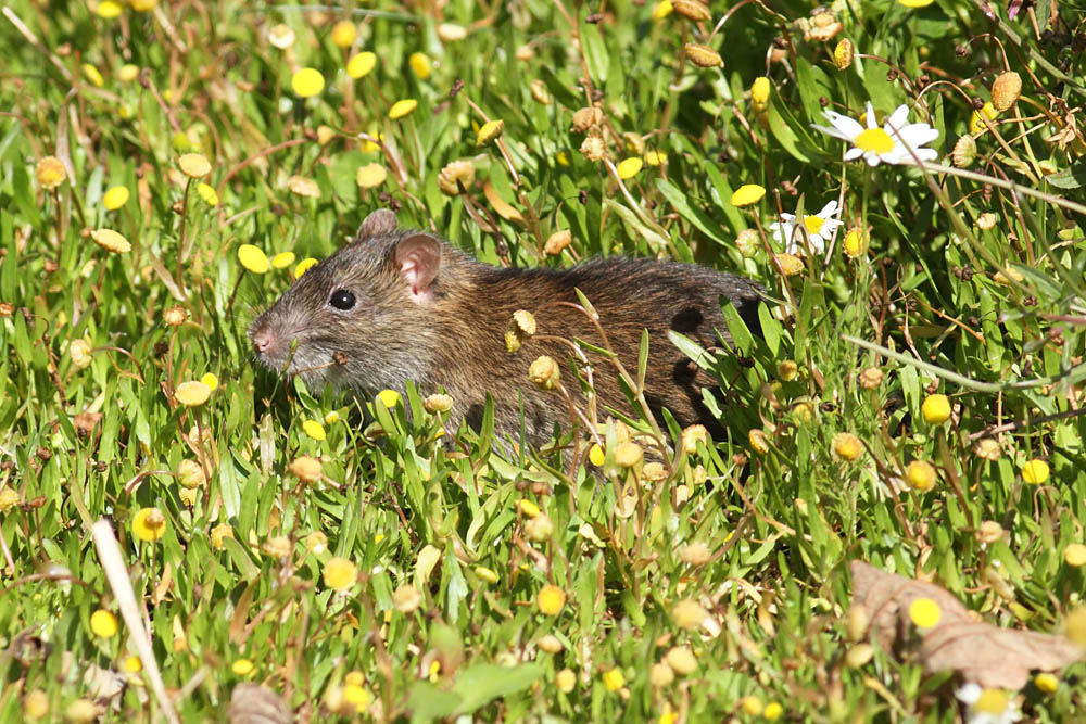 rat_1509110441.jpg
