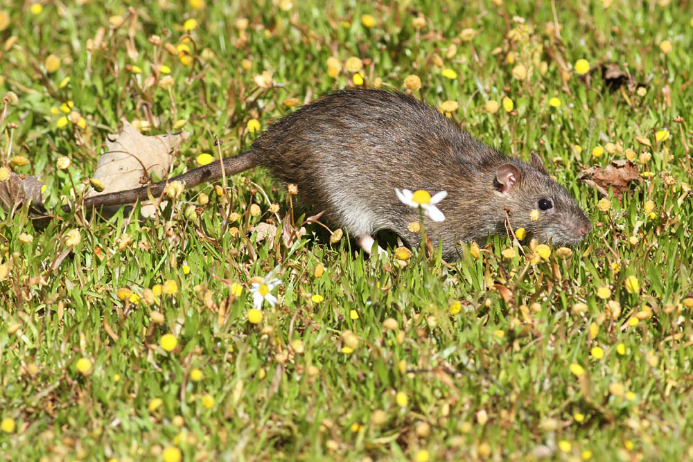 rat_1509110462.jpg