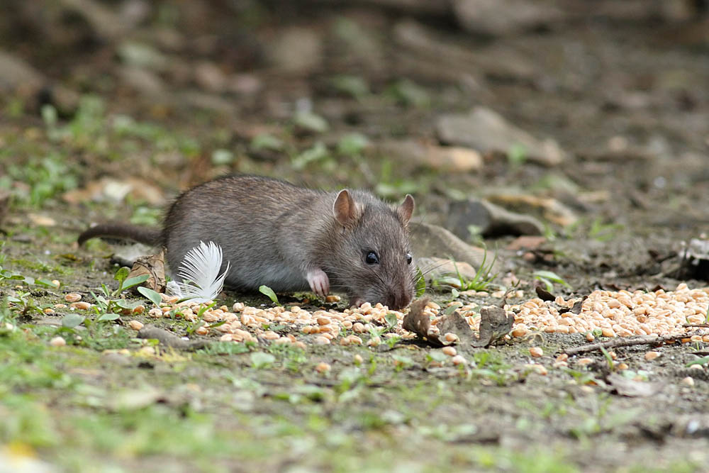 rat_1609110753.jpg