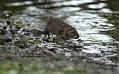 rat_0509118597