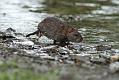 rat_0509118599