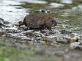 rat_0509118601