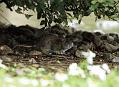 rat_0509118620