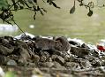 rat_0509118641