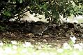 rat_0509118670