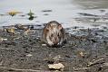 rat_1509110185