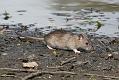 rat_1509110191