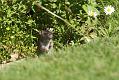 rat_1509110193