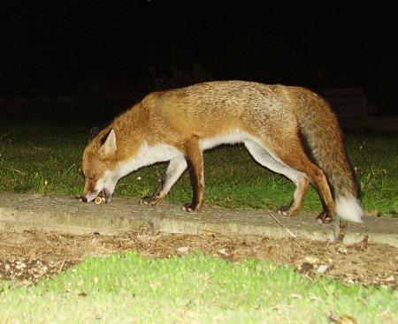 fox with Markie