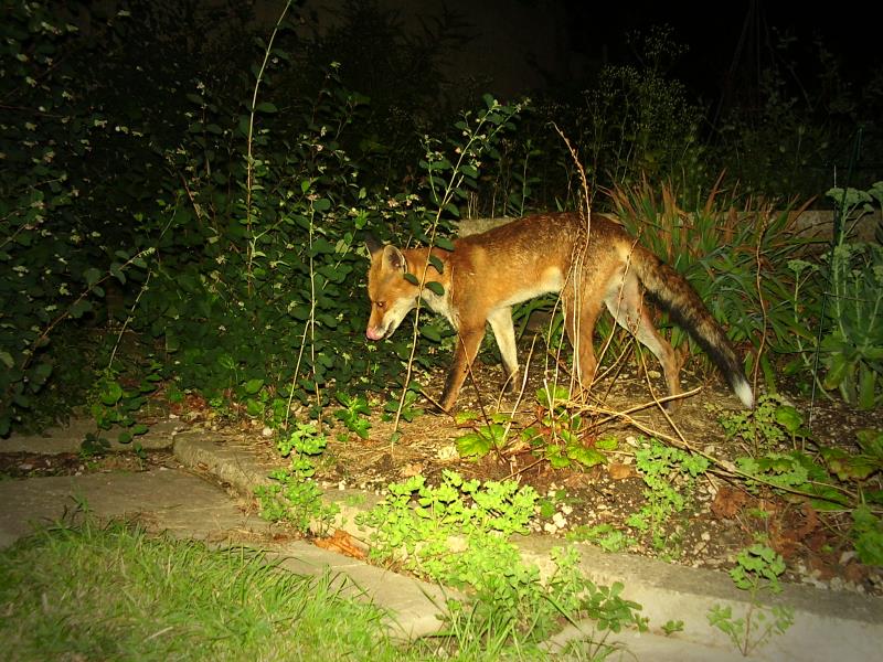 Fox in border