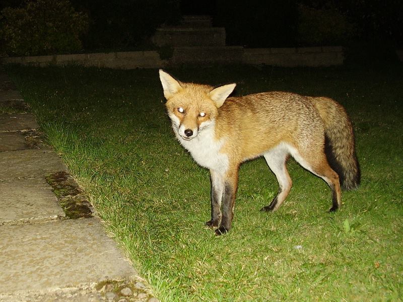 Fox standing