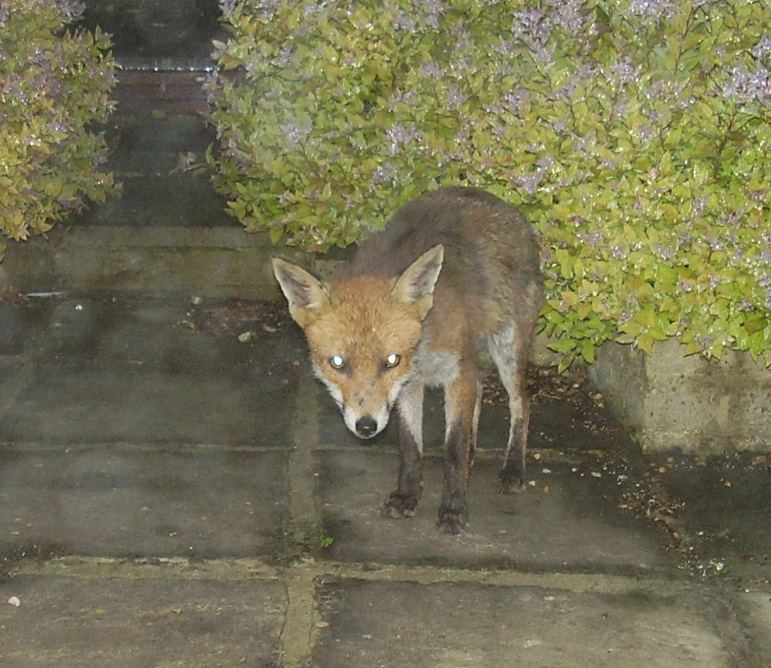 fox squash