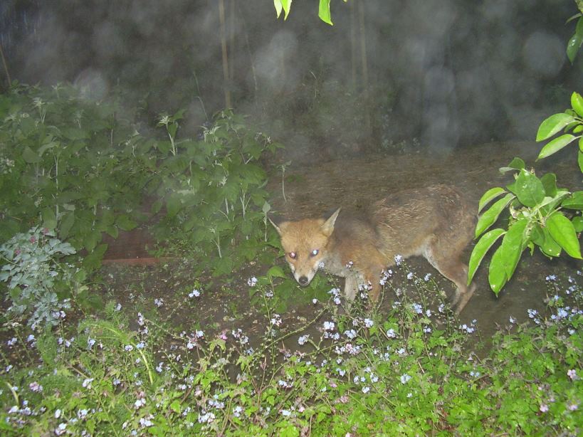 fox in mist