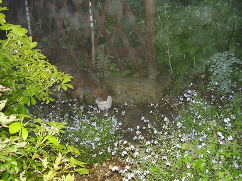 fox at bowl
