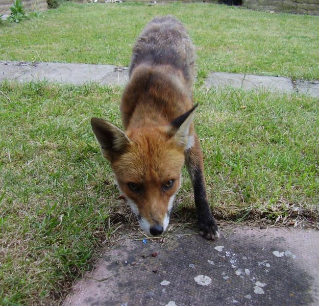 Fox