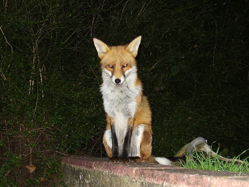 Fox sitting 3