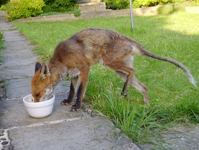 Fox feeding